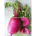 Suntoday Gemüse Agro High Time Ertrag Hybrid F1 Bio Anbau von Red Chery Rettich Samen für Landwirtschaft (51001)